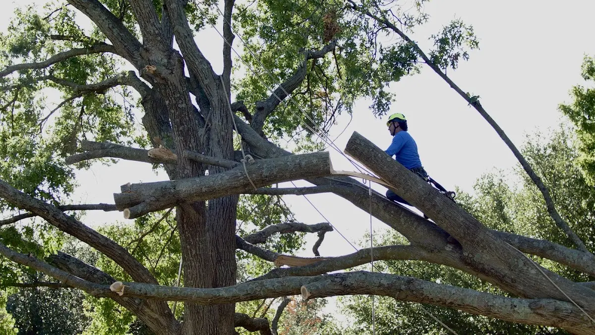 Professional Crown Thinning performed by certified arborists in Skytop