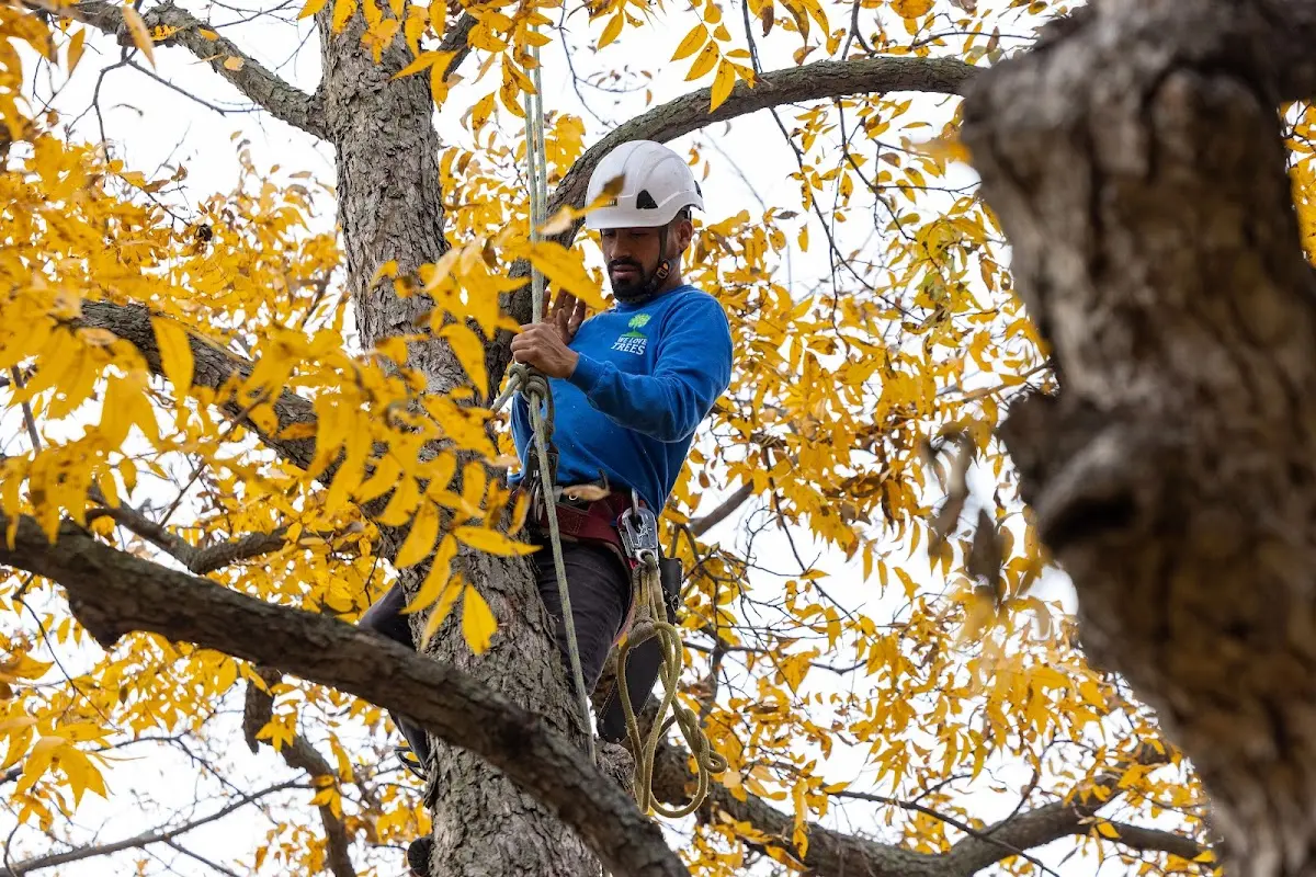 Skilled Tree Transplanting crew working in Skytop